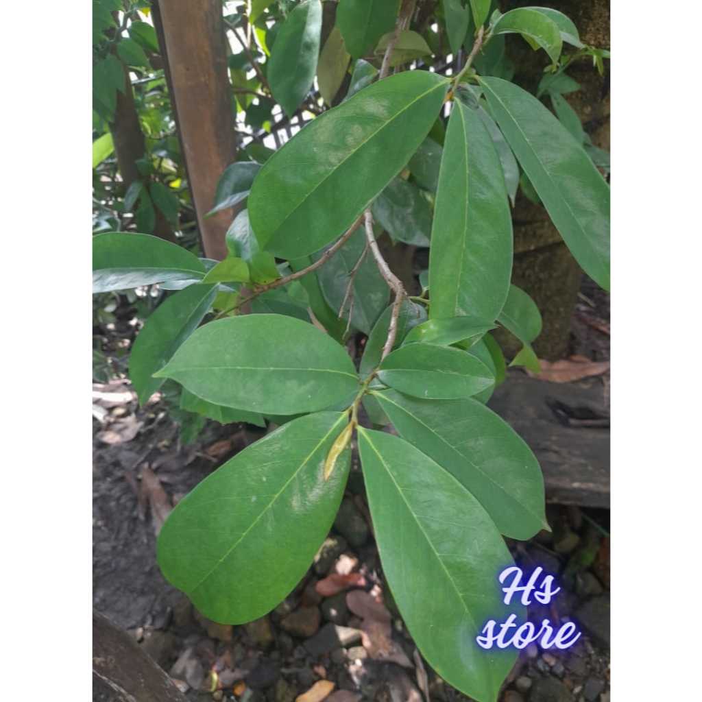 

Daun Sirsak Obat Herbal 15-30 Lembar Lembar Promo Murah, Daun Herbal