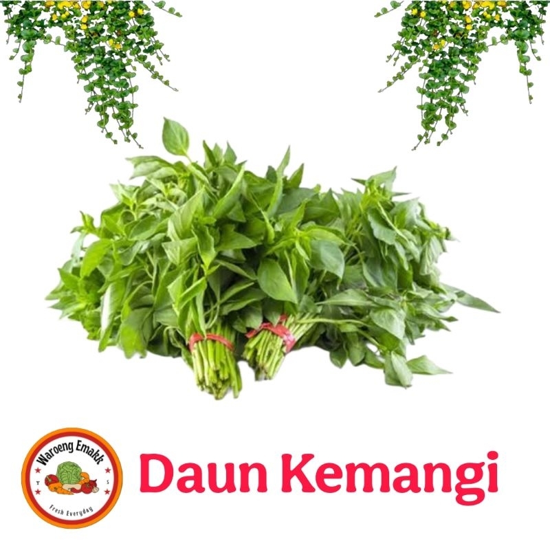 

DAUN KEMANGI
