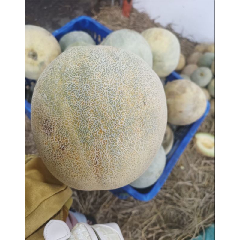 

melon madu jumbo 1pcs