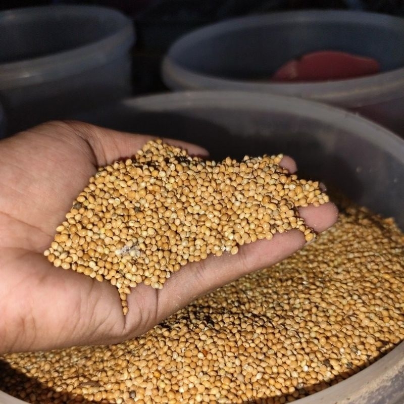 MILET KUNING MILET YELLOW PAKAN BURUNG BIJI MILET