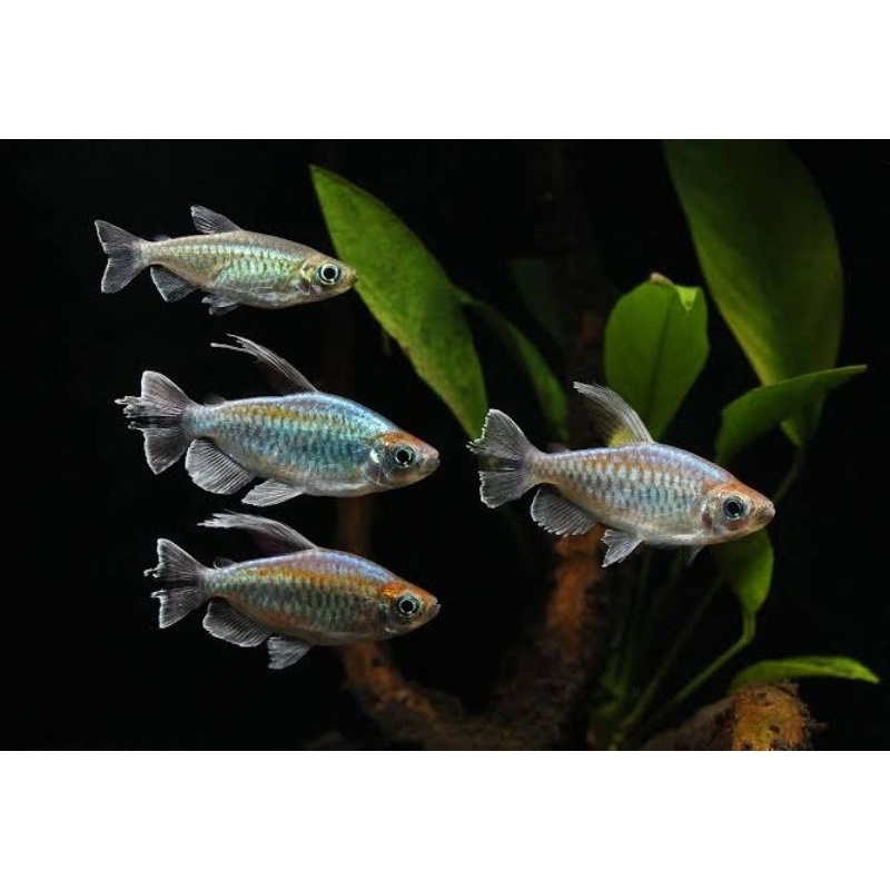 Congo Tetra Aquascape Aquarium