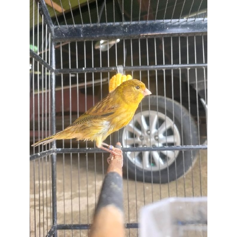 Kenaripaud umur 3 bulan