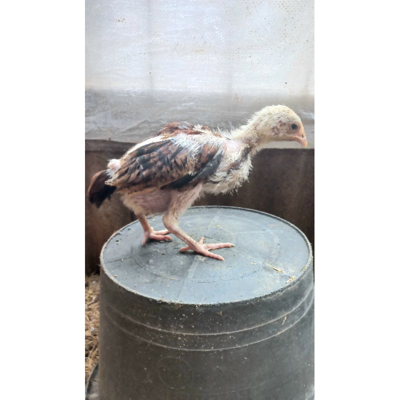 Doc ayam bangkok silang ayam kampung usia 3 sampai 4 minggu