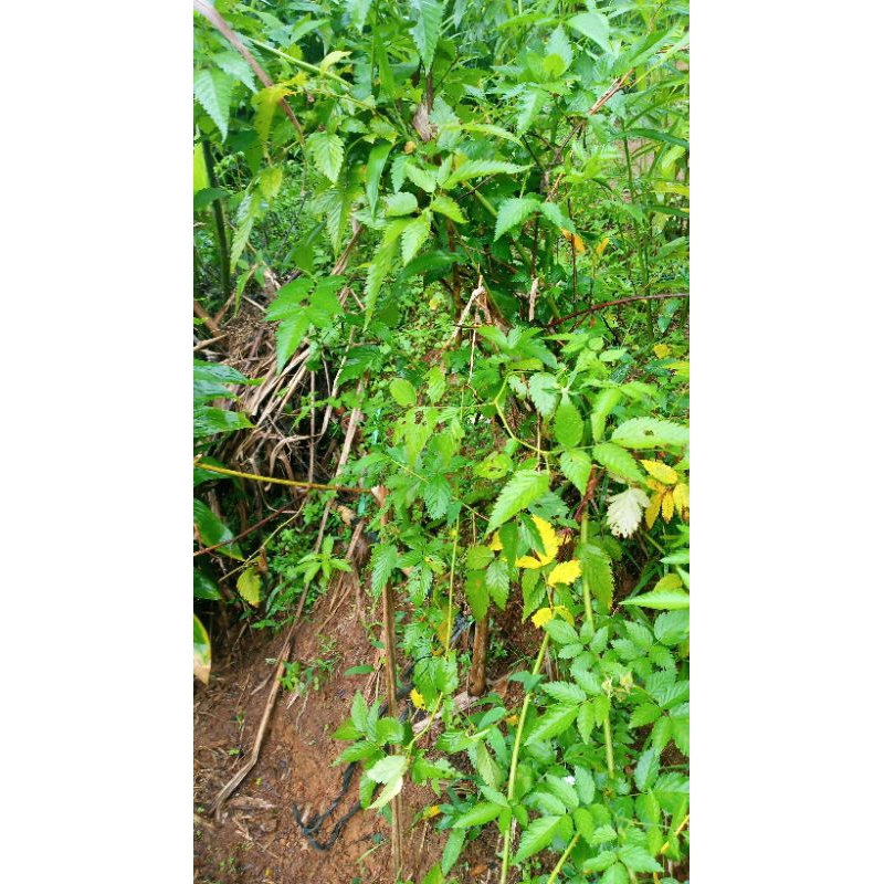 tanaman arben hutan berete murbei hutan