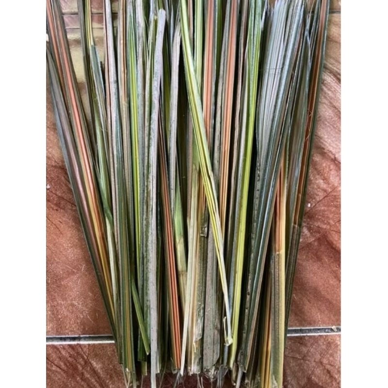 

Jual daun salak MUDA segar 500 gram