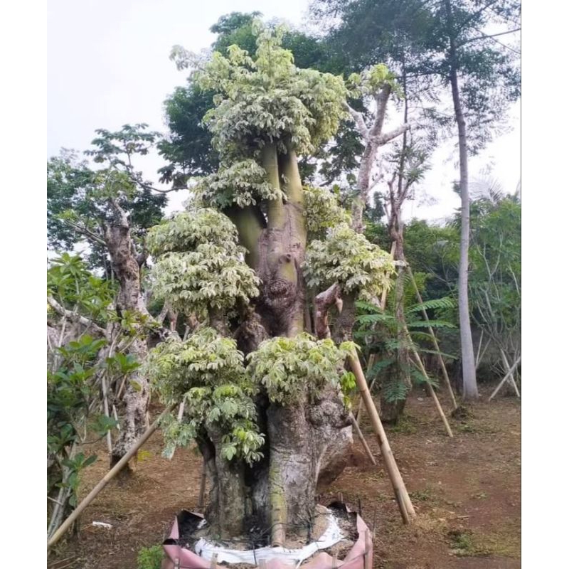 Redy randu varigata termurah