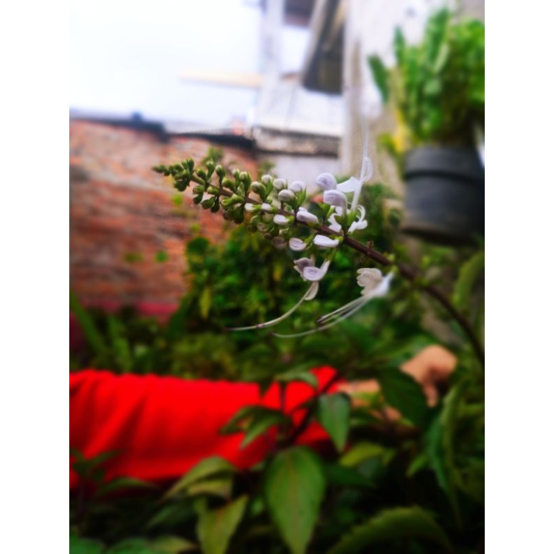 

DAUN KUMIS KUCING SEGAR 500 GRAM