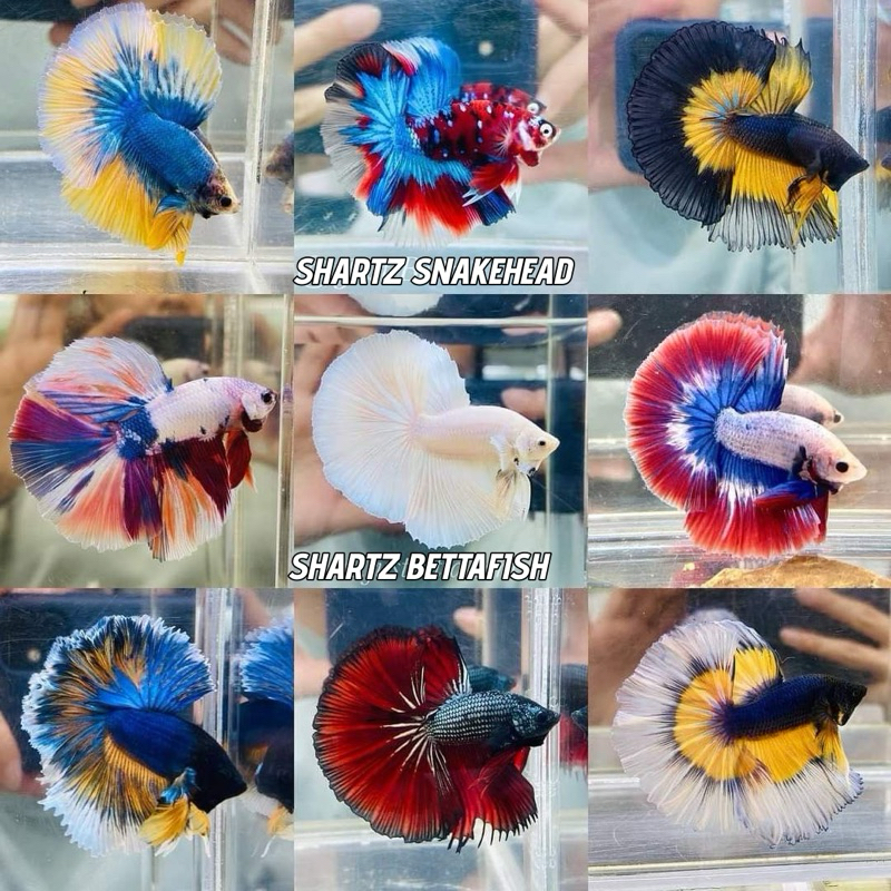 CUPANG HALFMOON || BETTAFISH HALFMOON