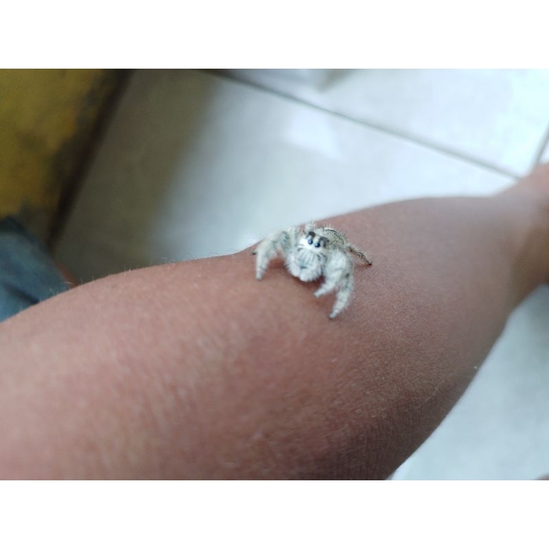 jumping spider laba laba pelompat white