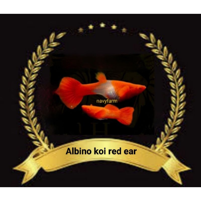 

stiker unik guppy albino koi red ear