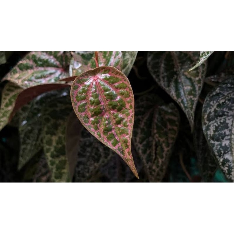 

DAUN SIRIH MERAH PERLEMBAR