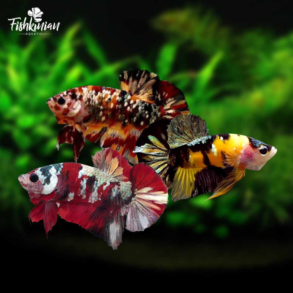 plakat/red/koi/yellow/nemo/copper