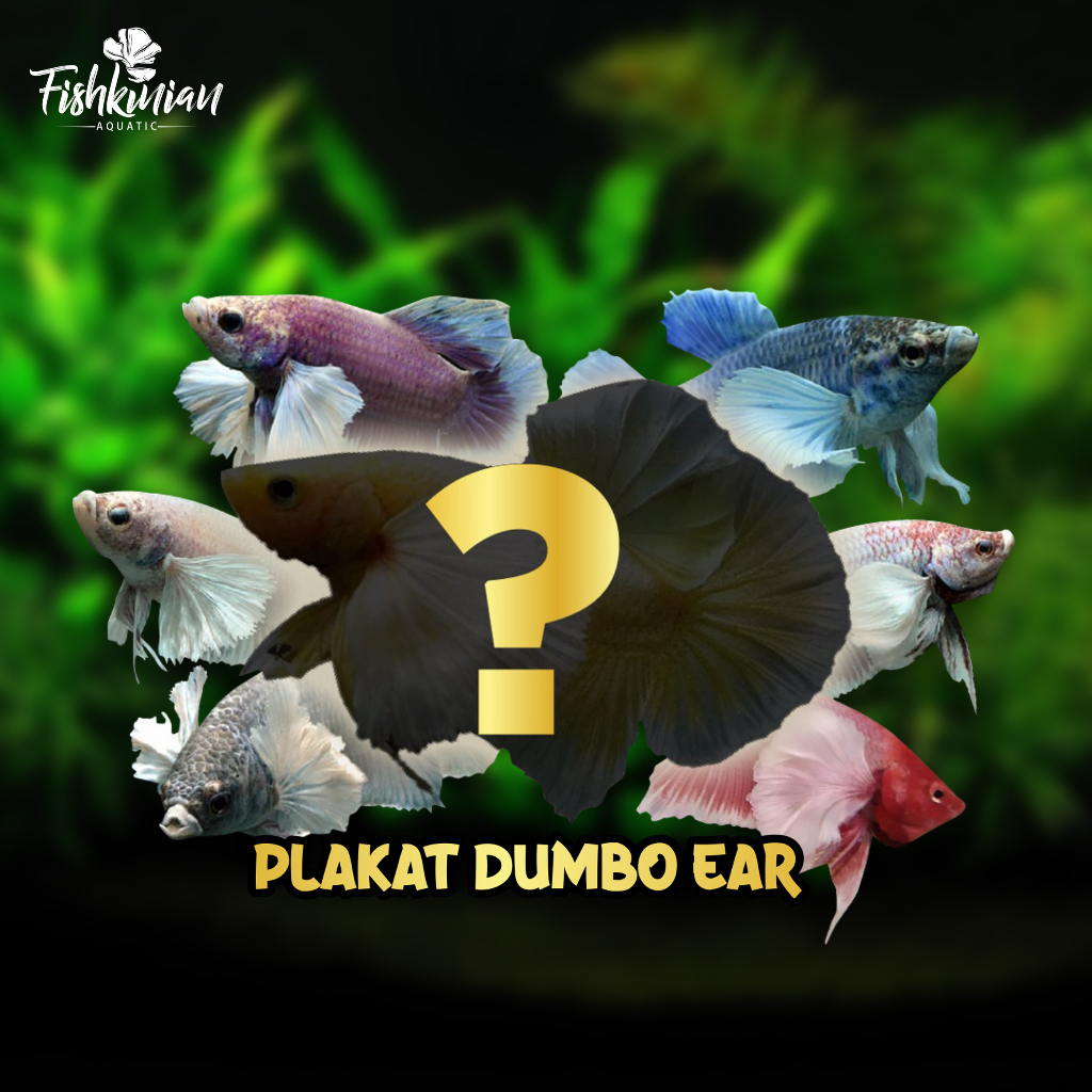 plakat/dumbo/ear/pkde