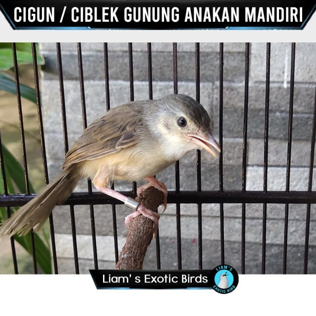 burung cigun anakan ciblek gunung lolohan pilihan