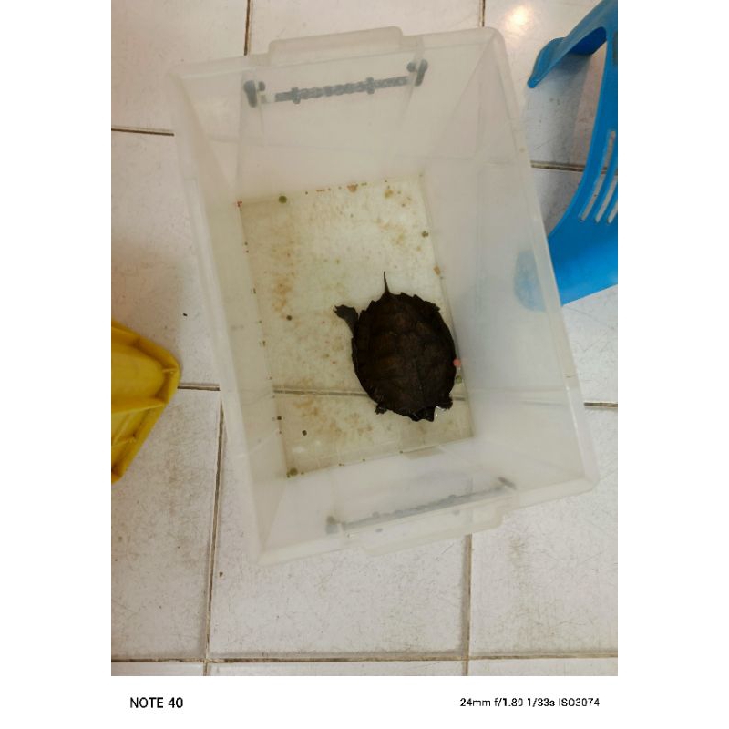 

daun size variasi makan aman