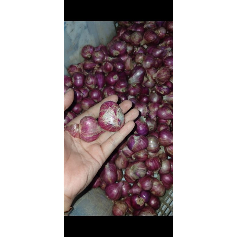 

bawang merah probolinggo super kering 500gr