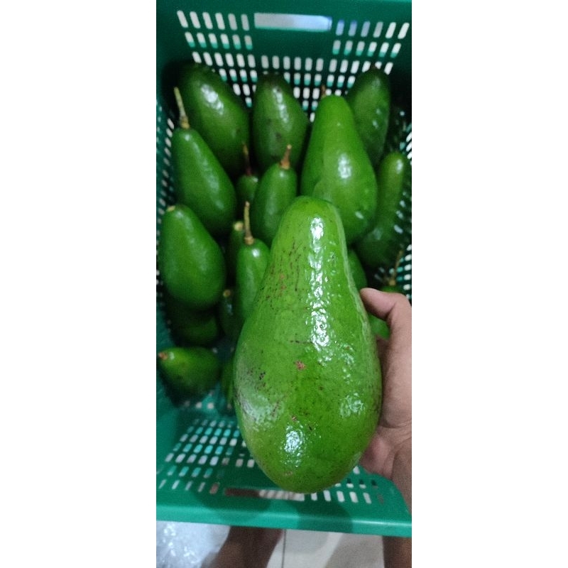 

Alpukat Pluang Grade Super