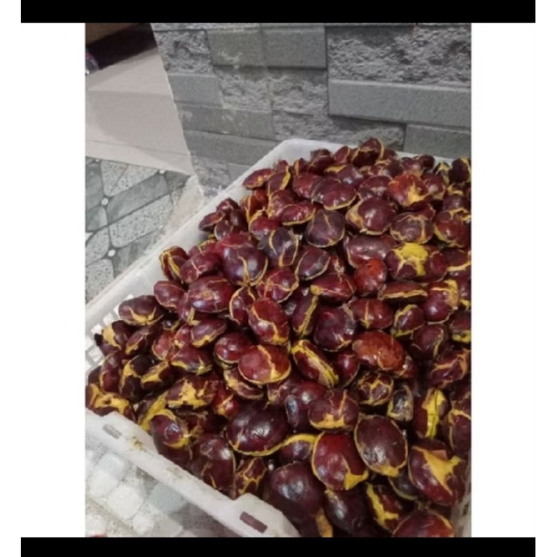 

Jengkol Tua Super 1 kg