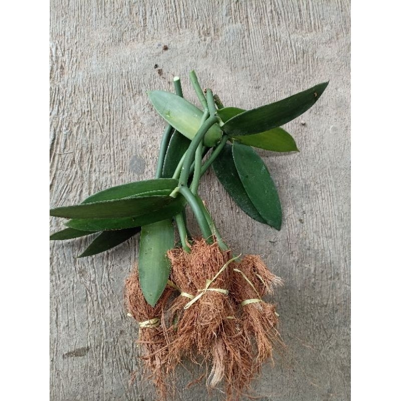 Stek Bibit vanili planifolia super unggul siap tanam/Stek bibit vanili planifolia super siap tanam