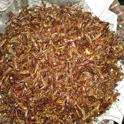 

belalang goreng padi utis kecil kemasan 1 kg