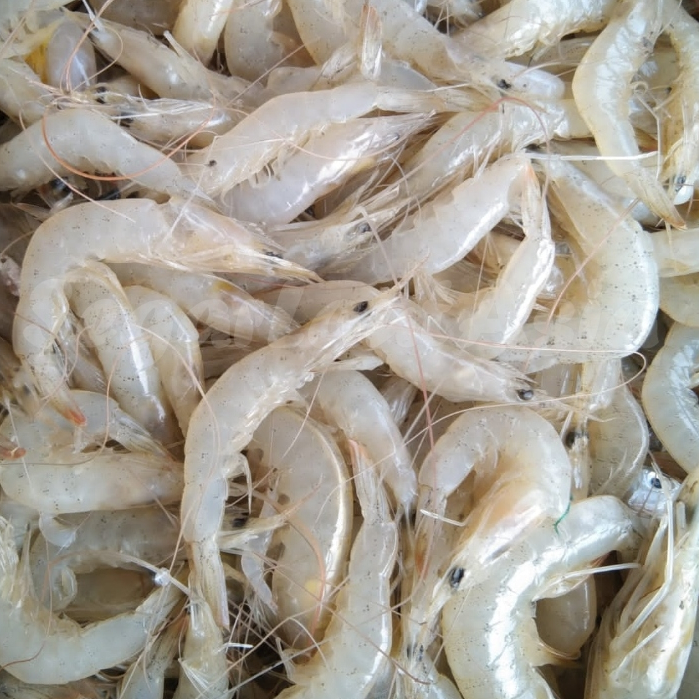 

Udang Segar Udang Bash Segar 1Kg Udang Kecil Udang Laut Udang Baby