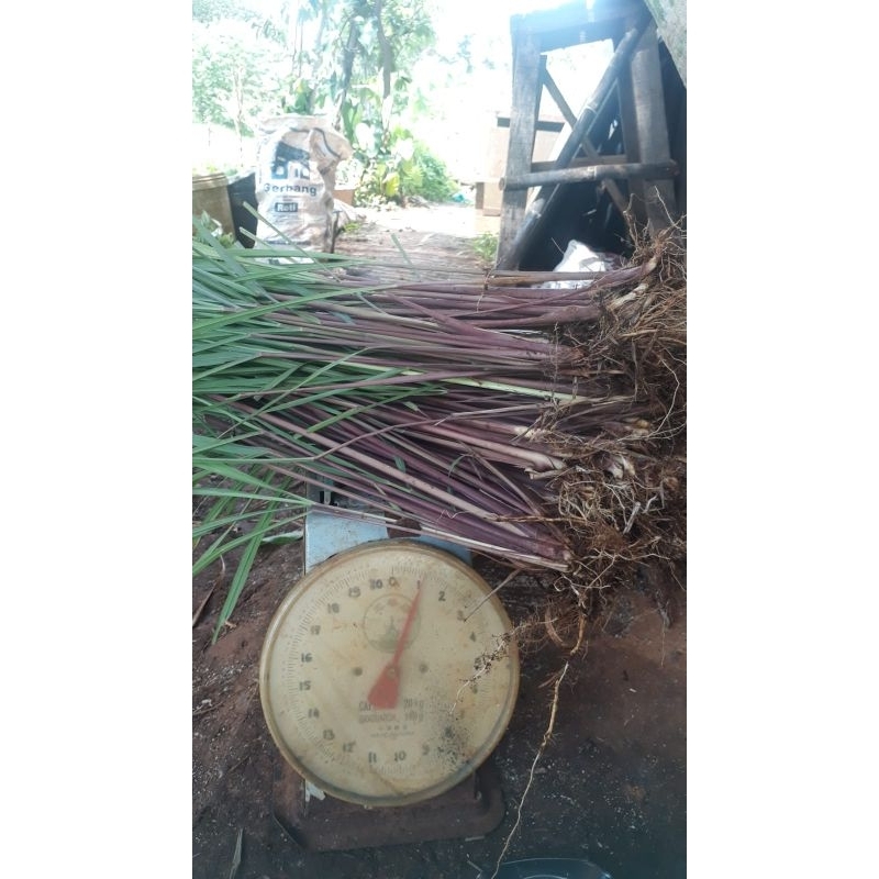 

Sereh Merah 1 Kg Di Ambil Pas Pesanan Masuk