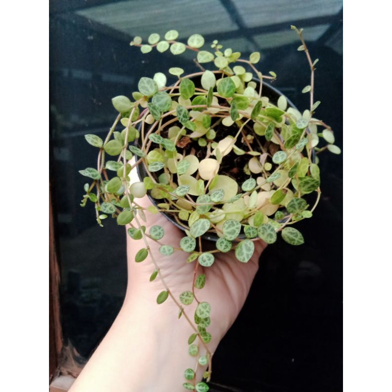 Tanaman gantung String Of Turtle