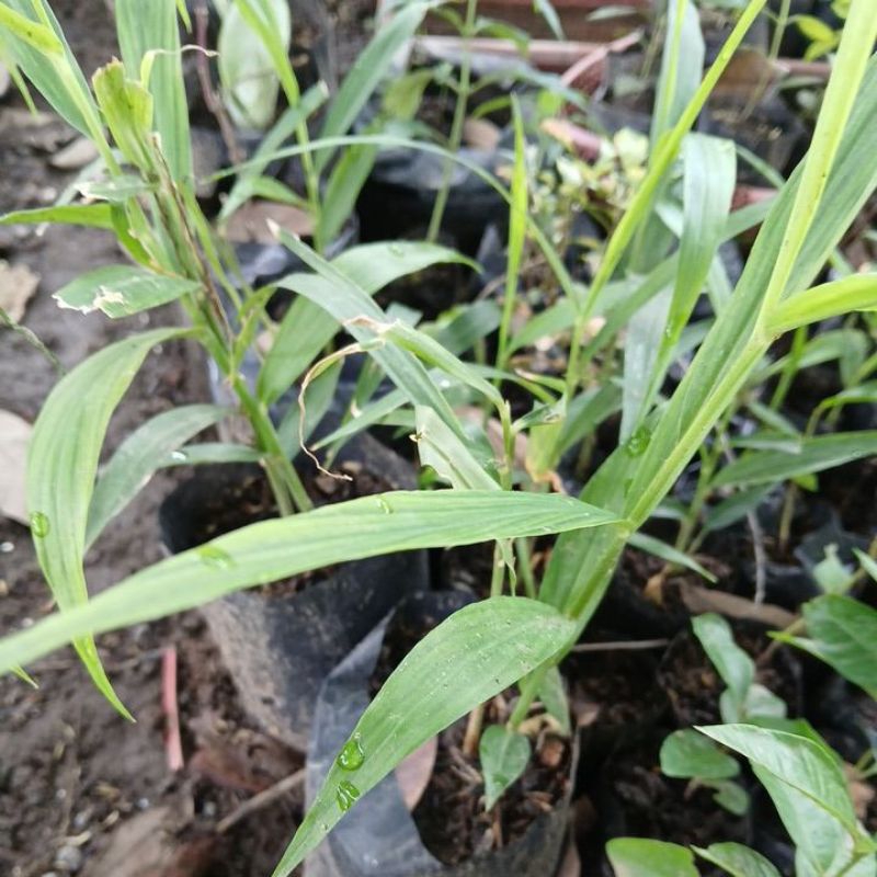 Bibit Jahe merah  tanaman rimpang