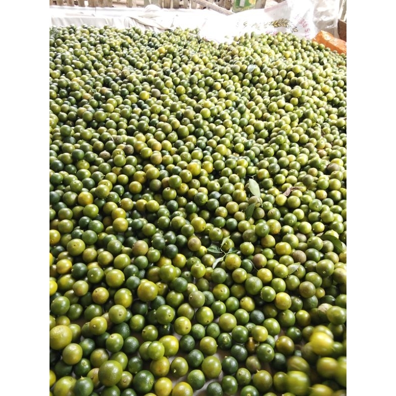 

500gr jeruk songkit/jeruk kasturi/jeruk kunci