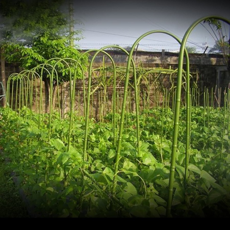 RB Ajir Lengkung / Ajir Tanaman / Bamboo Arch / Penyangga Tanaman 150 cm (11 x 1500mm)