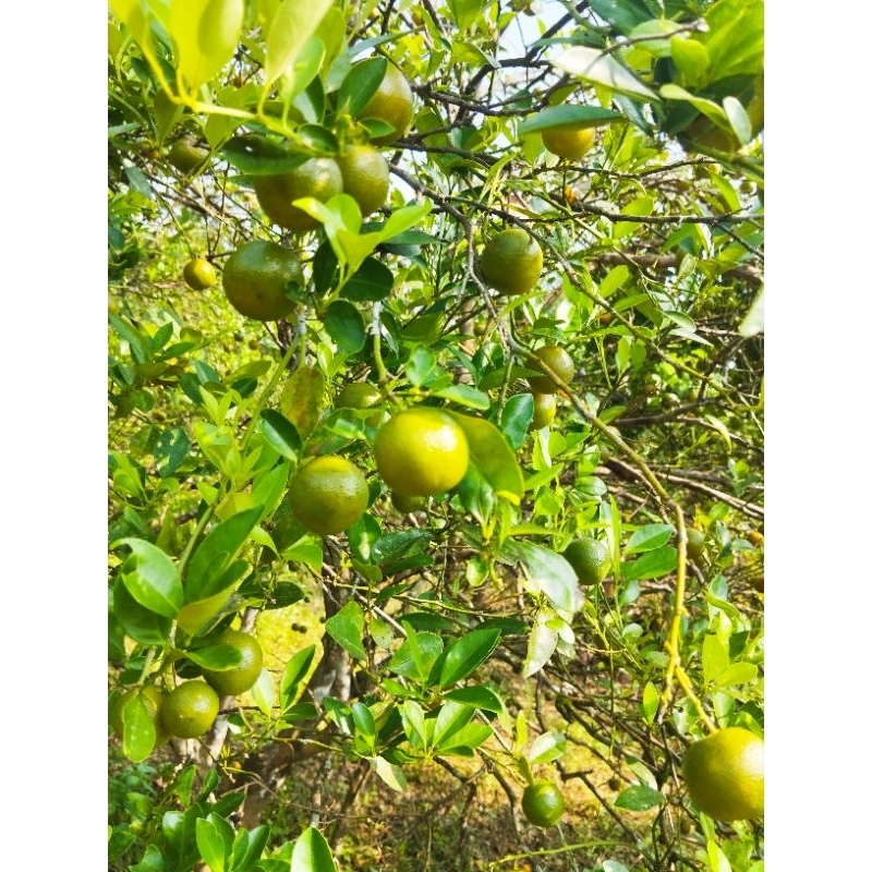 

jeruk songkit kasturi 1 kg