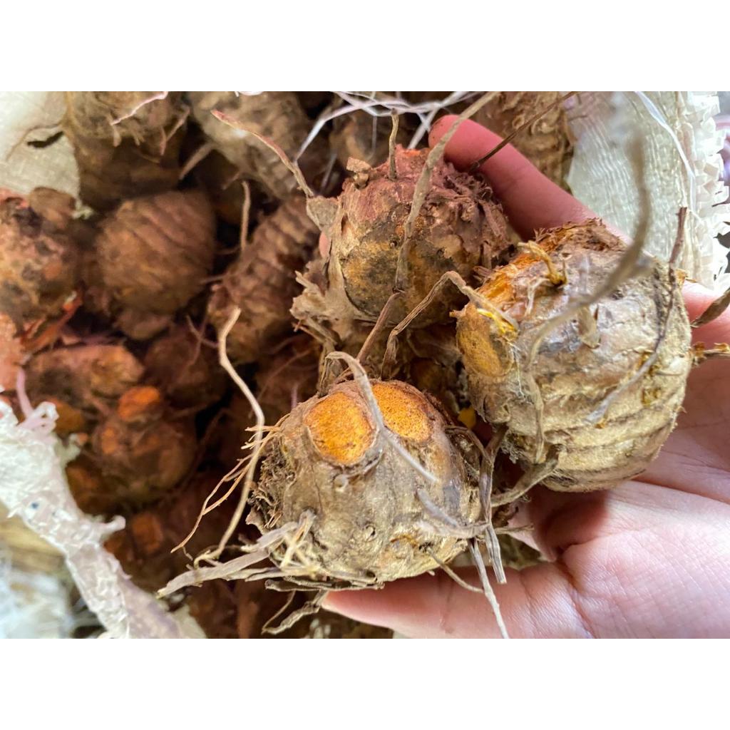 

Biang Kunyiit Segar 1kg Empu Biang Fresh Kunir Bonggol Bulat