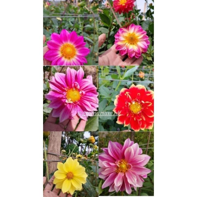 Oppashop_ Umbi Dahlia Ekonomis (Dahlia Sp) Umbi 1 Rumpun Bisa Pilih Warna