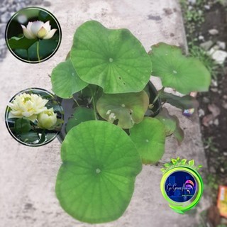BUNGA LOTUS BUNGA SEROJA tanaman lotus VASUKI PING LOTUS HEARD BOOLD LOTUS DROP BOOLD LOTUS WHITE LO
