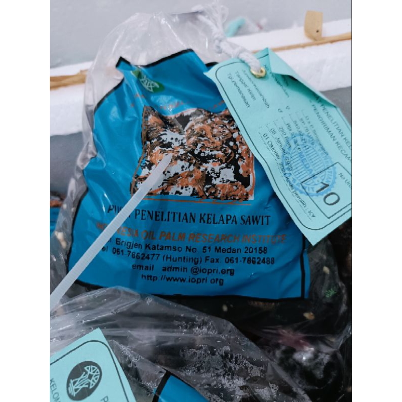 bibit benih tanaman sawit simalungun