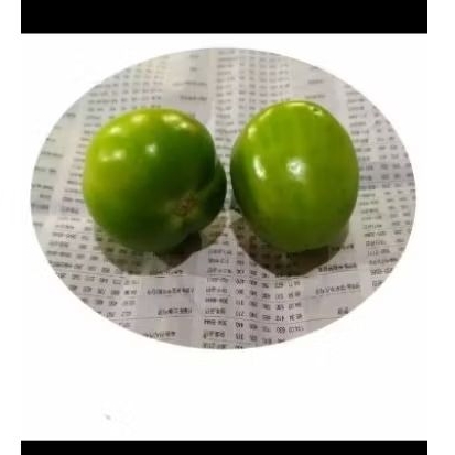 

tomat ijo 1 kg fresh