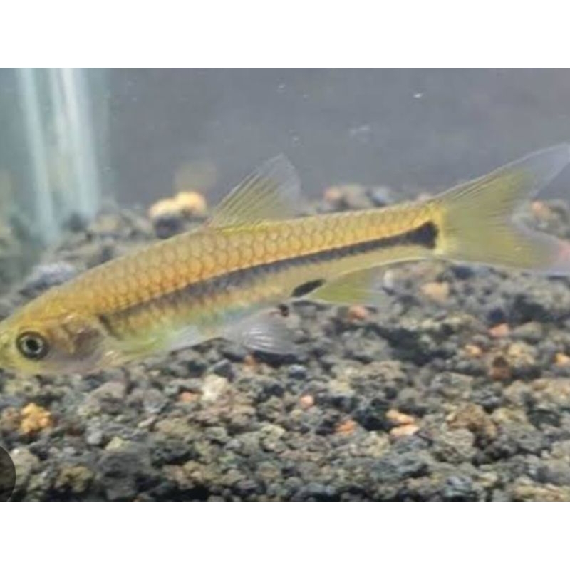 wader pari/ hiasan akuarium per 10(Bergaransi)