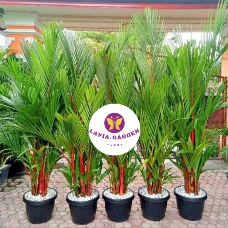 TERLARIS NO 1 TANAMAN HIAS PALEM MERAH ASLI PALEM MERAH