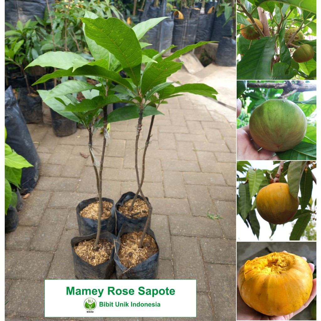 MAMEY ROSE  SAPOTE SAMBUNG SUSU ORIGINAL