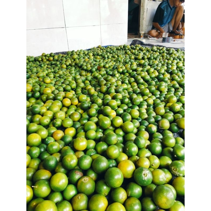 

JERUK Sunkist/jeruk kasturi/jeruk kunci