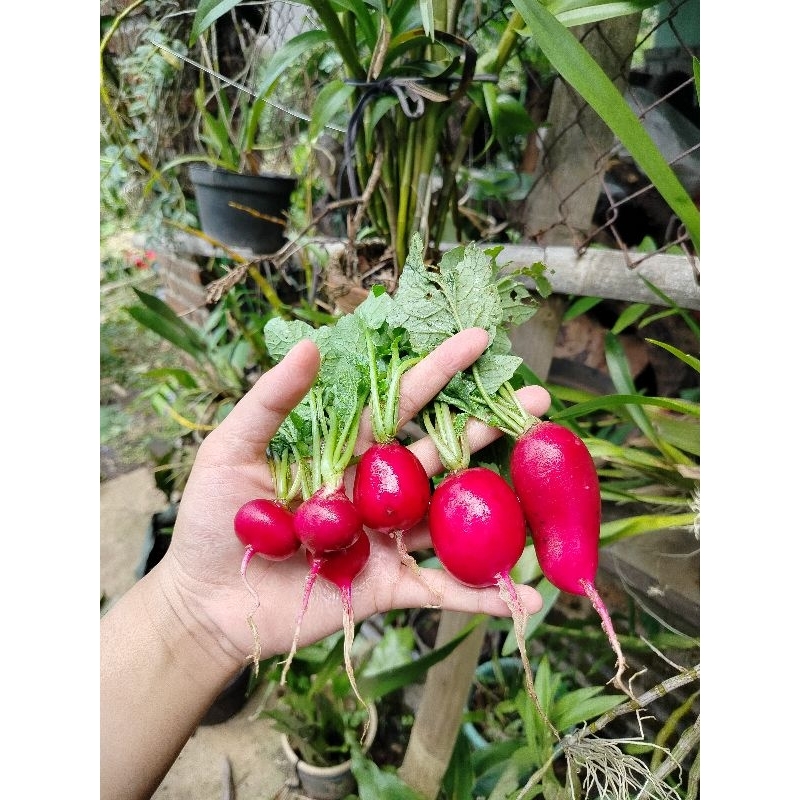

Red Radish (lobak merah) 250 gram