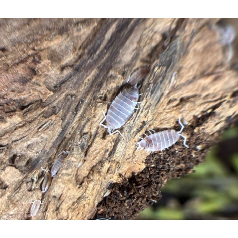 Isopod Porcellio Pruinosus Red Koi (bonus blue powder 3 ekor)