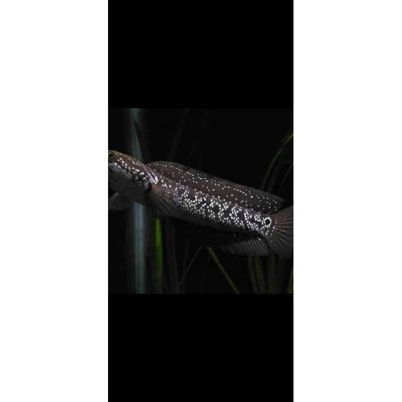 Channa Asiatica Ws dan Rsws