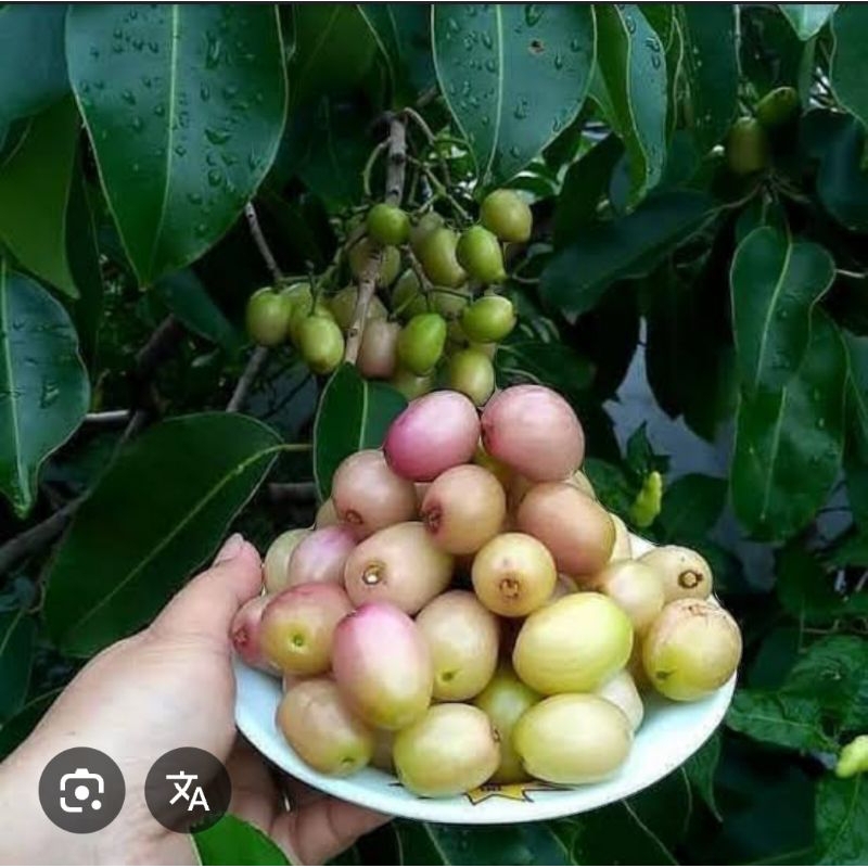 juwet putih hasil okulasi batang besar siap berbuah 5kg