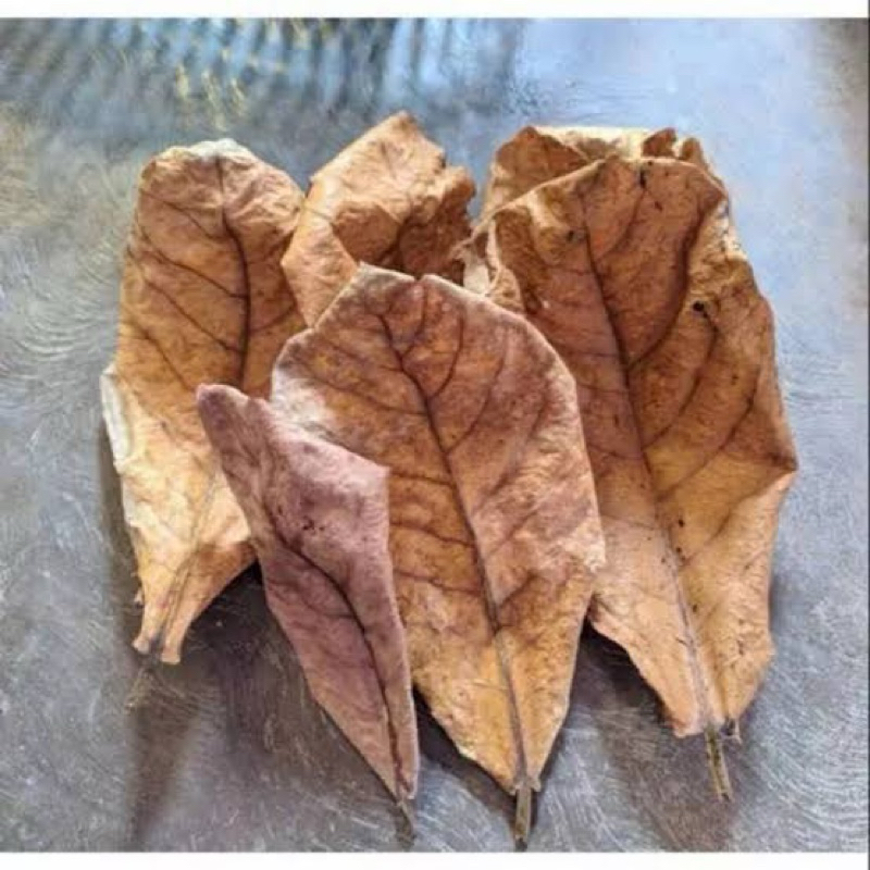 

daun ketapang9