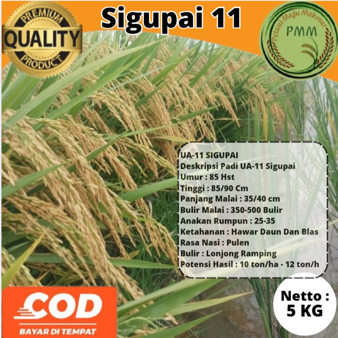 Biji Padi Aceh UA 11 Sigupai 5Kg