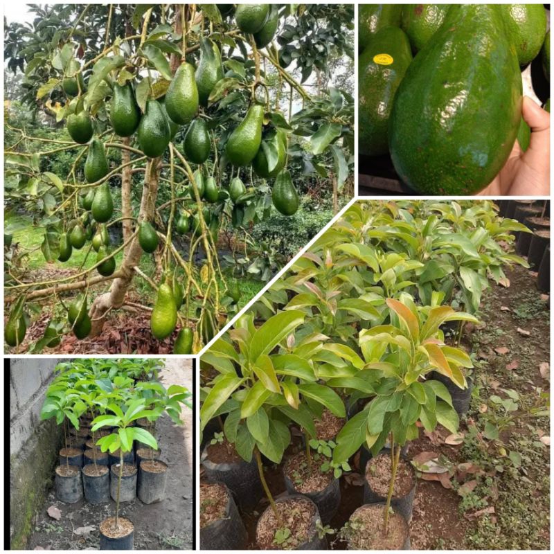 PROMO BIBIT ALPUKAT MARKUS OKULASI JUMBO SUPER