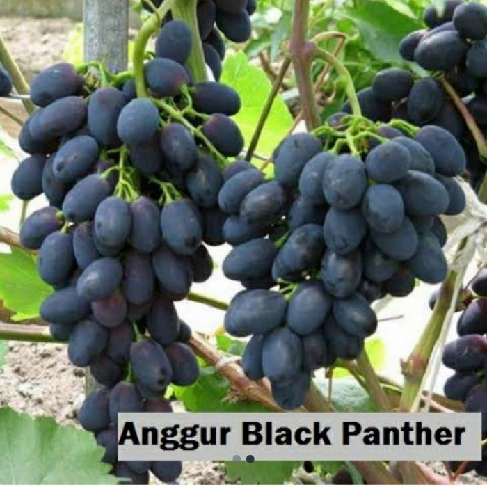 Bibit Anggur Black Panther Import ASLI si buah hitam panjang