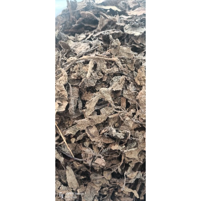 

daun kering cincau hitam daun janggelan