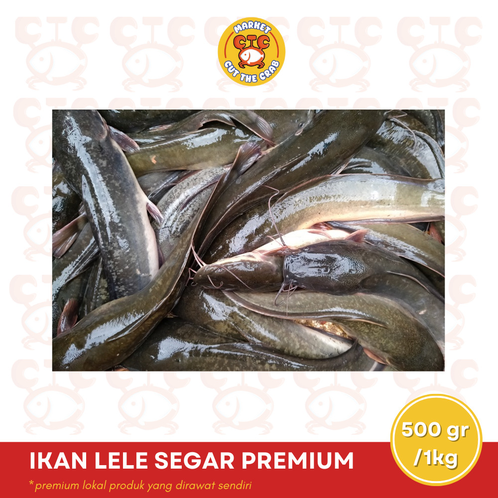 

IKAN LELE SEGAR HIDUP (bukan frozen) 500gr/1kg | PREMIUM LOKAL PRODUCT